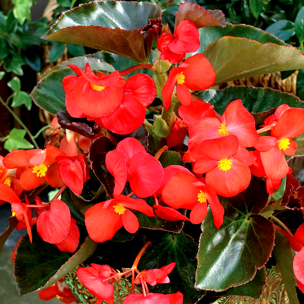 BIG™ Red with Bronze Leaf Begonia Seeds