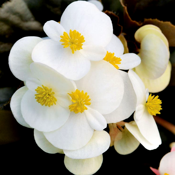 BabyWing® White Begonia Seeds