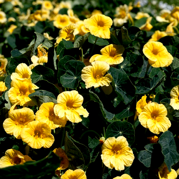 Baby Yellow Nasturtium Seeds