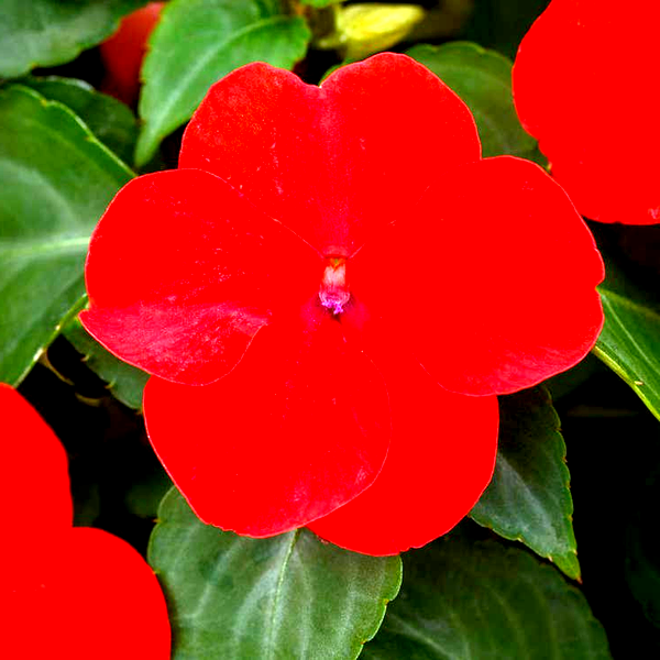 Beacon® Bright Red Hybrid Impatiens Seeds
