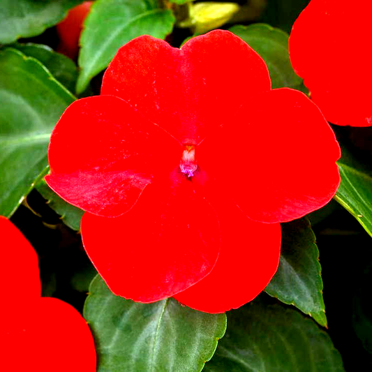Beacon® Bright Red Hybrid Impatiens Seeds