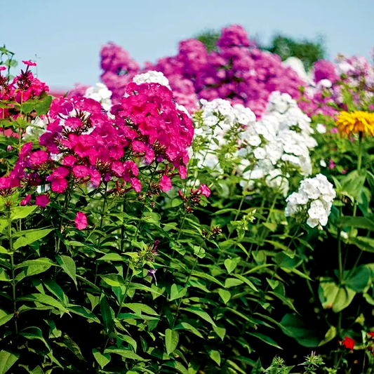 Bee's Bouquet Hardy Phlox Seeds