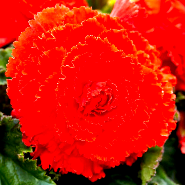 Begonia Fimbriata Red and Orange Blend