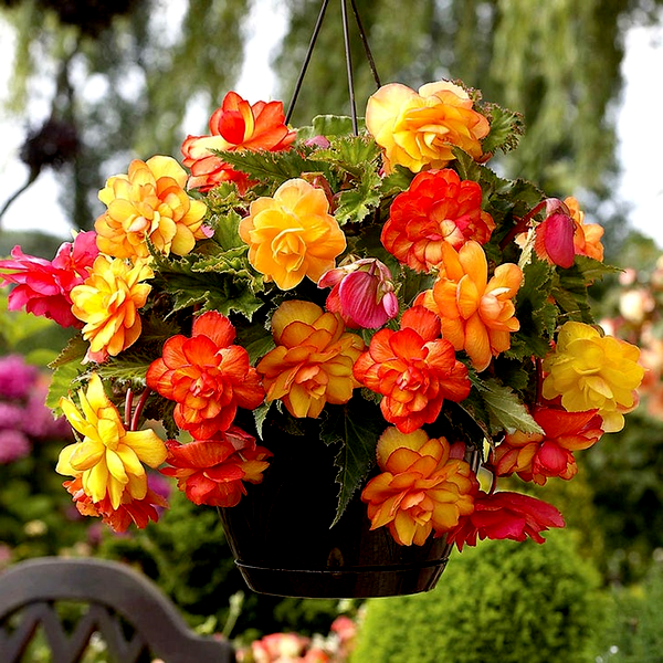 Begonia 'Golden Balcony'