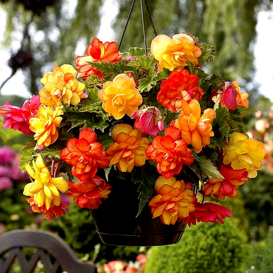 Begonia 'Golden Balcony'