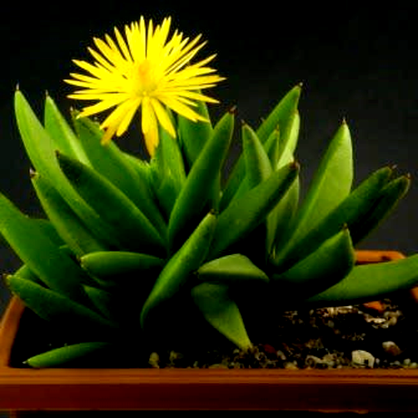 Bergeranthus multiceps