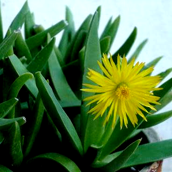 Bergeranthus scapiger