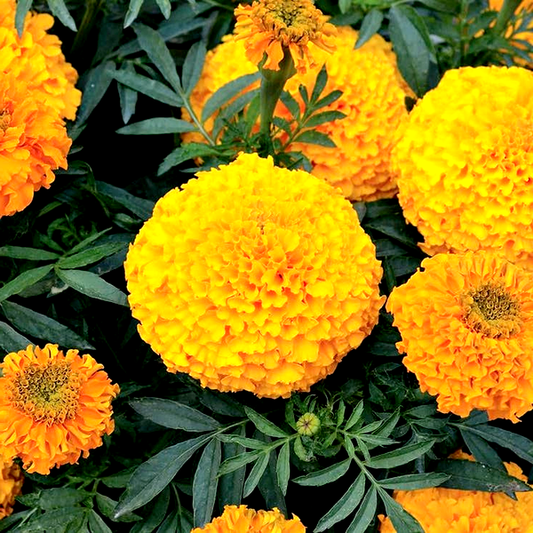 Big Duck Orange F1 Marigold Seeds