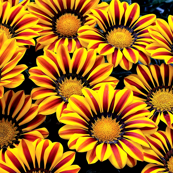 Big Kiss™ Yellow Flame Hybrid Gazania Seeds