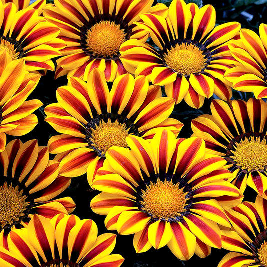 Big Kiss™ Yellow Flame Hybrid Gazania Seeds