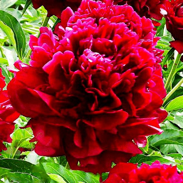 Big Red Boomer Sooner