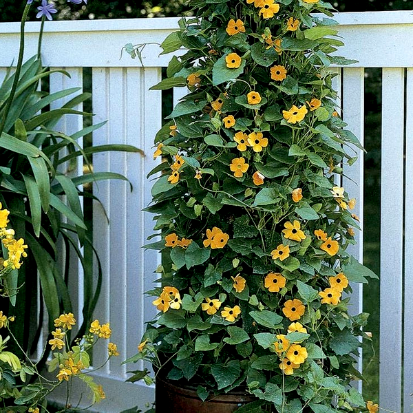 Black-Eyed Susan Vine Seeds