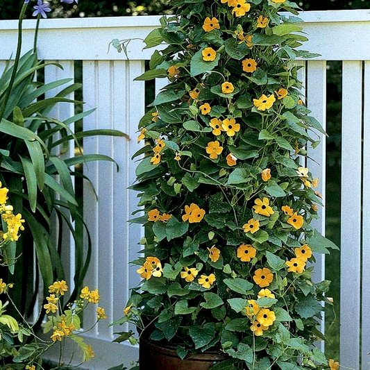 Black-Eyed Susan Vine Seeds