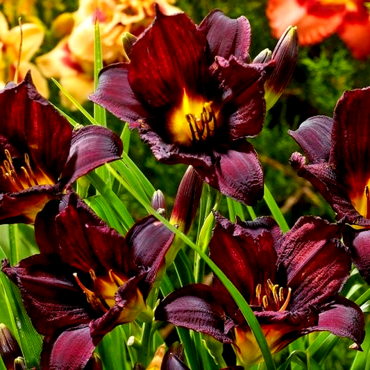 Black Emanuelle