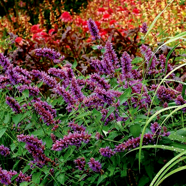 Blue Boa' Hummingbird Mint