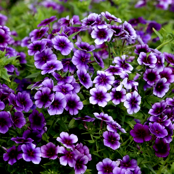 Blueberry Swirl Phlox Seeds