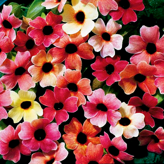 Blushing Susie' Black-Eyed Susan Vine Seeds