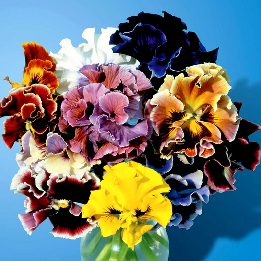 Bolero Mix Pansy Seeds