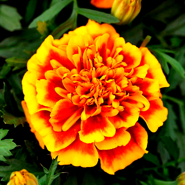 Bonanza™ Flame Marigold Seeds