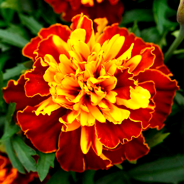 Bonanza™ Harmony Marigold Seeds