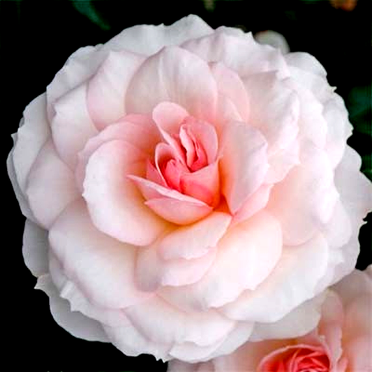 Bremer Stadtmusikanten