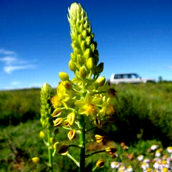 Bulbine abyssinica