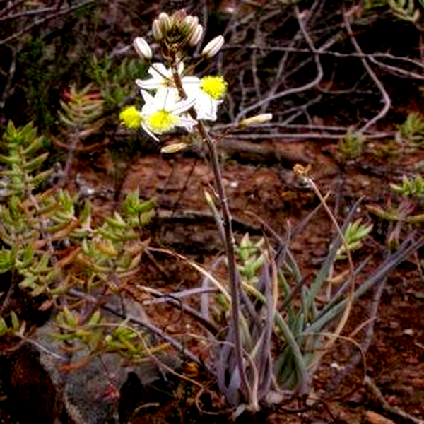Bulbine frutescens White