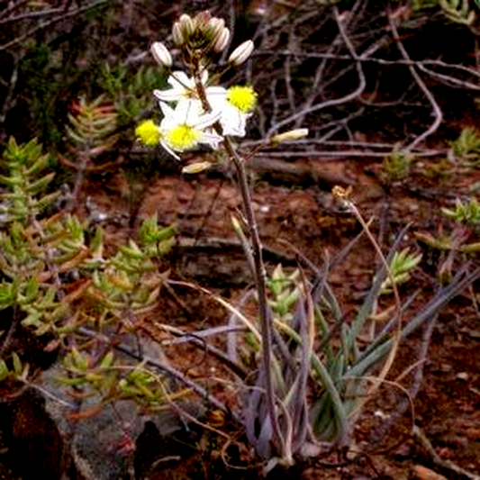 Bulbine frutescens White