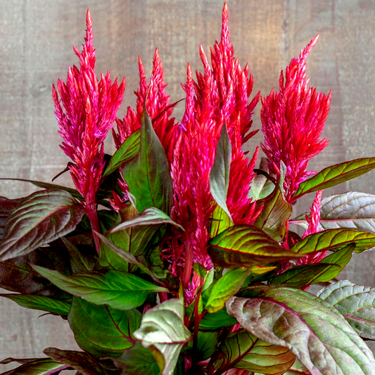 Burning Embers Celosia Seeds