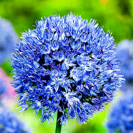 Caeruleum