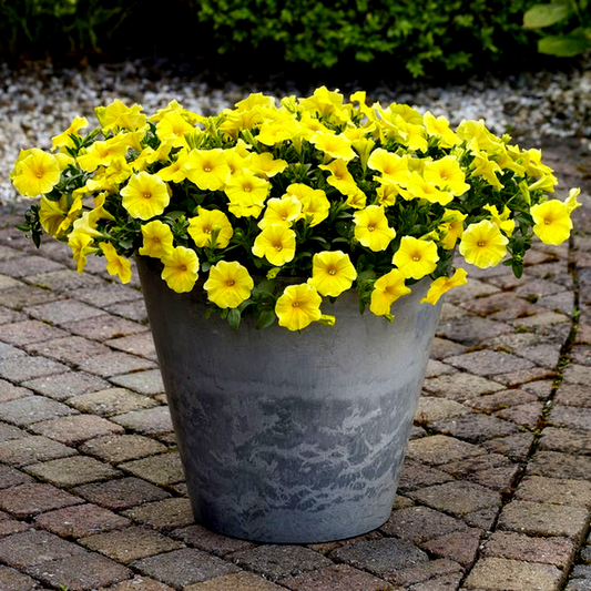 Caliburst™ Yellow Petchoa Seeds