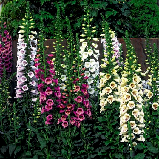 Camelot™ Mix Hybrid Foxglove Seeds