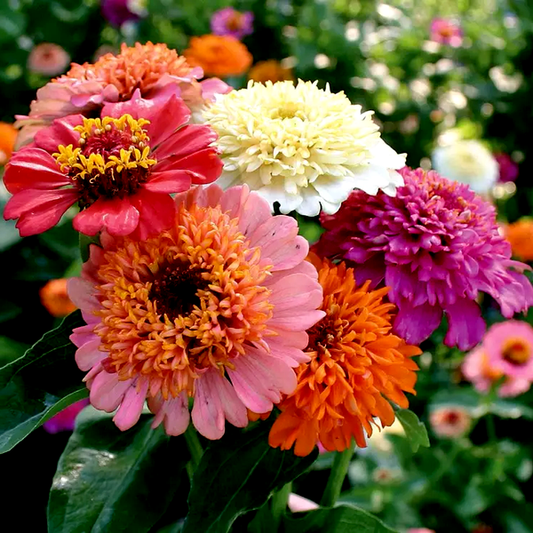 Candy Mix' Zinnia Seeds