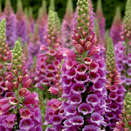 Candy Mountain Foxglove