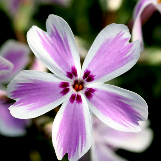 Candy Stripe' Creeping Phlox