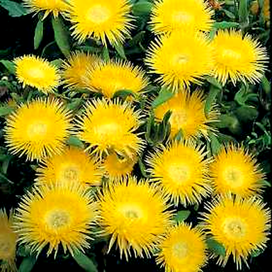 Carpanthea pomeridiana