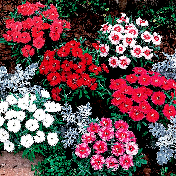 Carpet Mix Dianthus Seeds