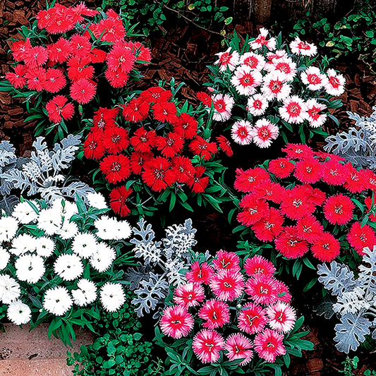 Carpet Mix Dianthus Seeds