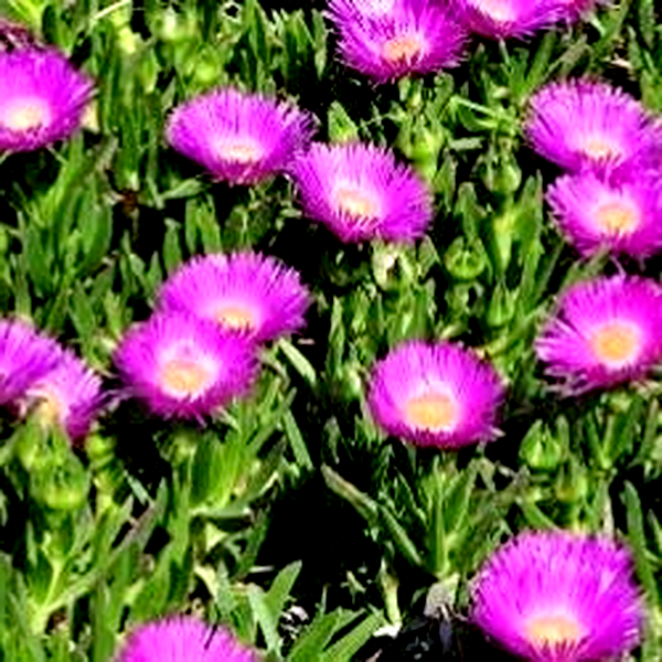 Carpobrotus acinaciformis