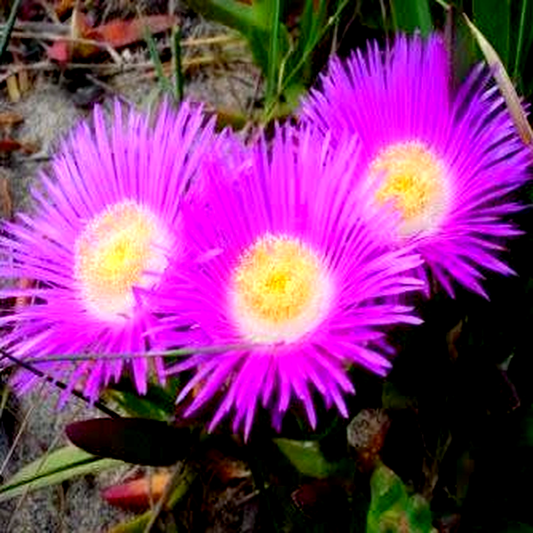 Carpobrotus edulis