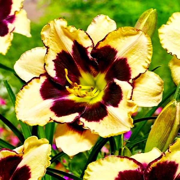 Celebration of Angels