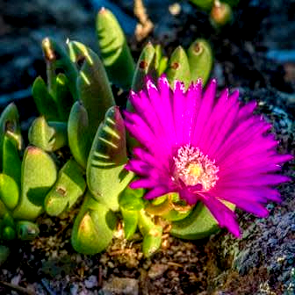 Cephalophyllum curtophyllum