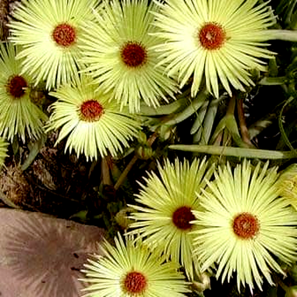 Cephalophyllum pillansii