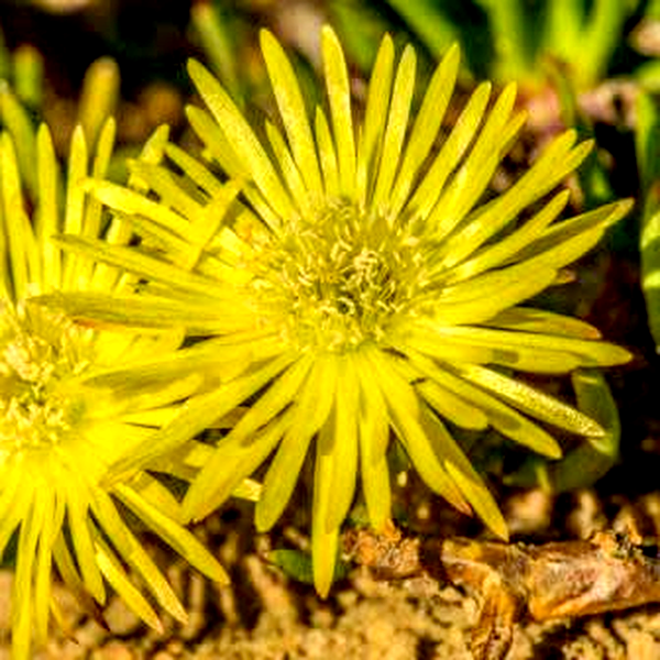 Cephalophyllum purpureo-album