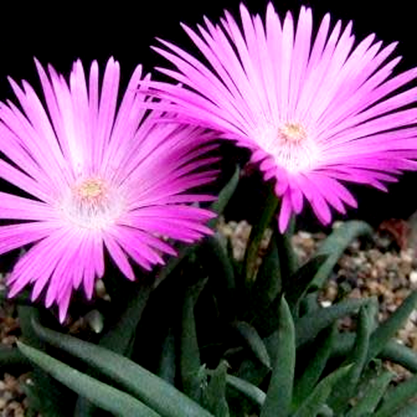 Cephalophyllum subulatoides