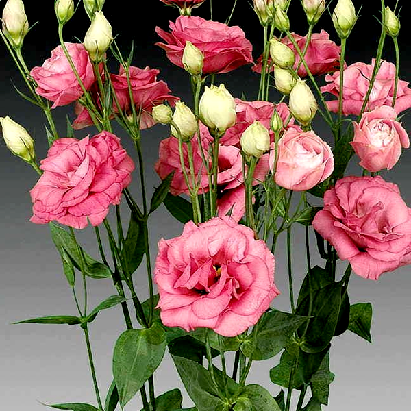 Cessna Rose Lisianthus Seeds