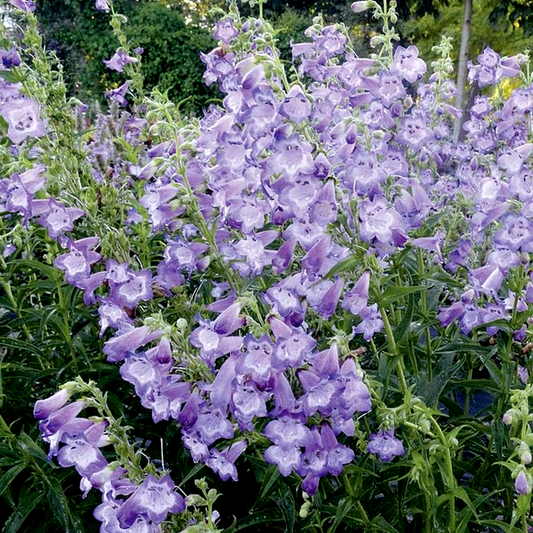 Cha Cha™ Lavender Penstemon