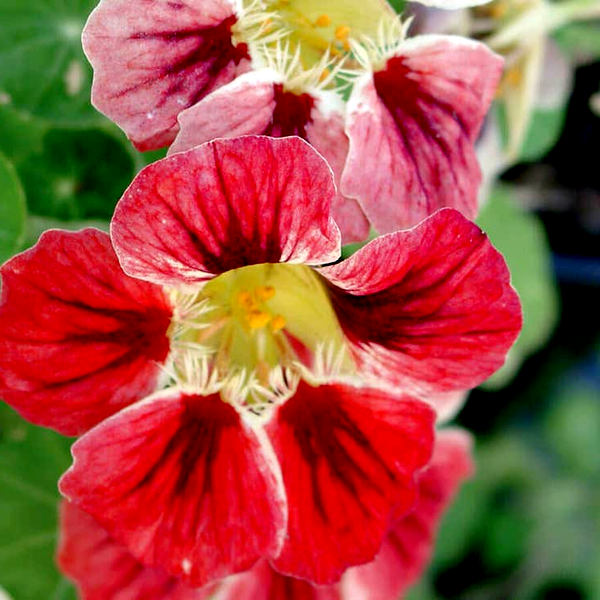 Chameleon' Nasturtium Seeds