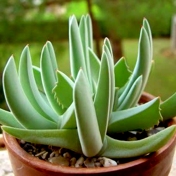 Cheiridopsis denticulata