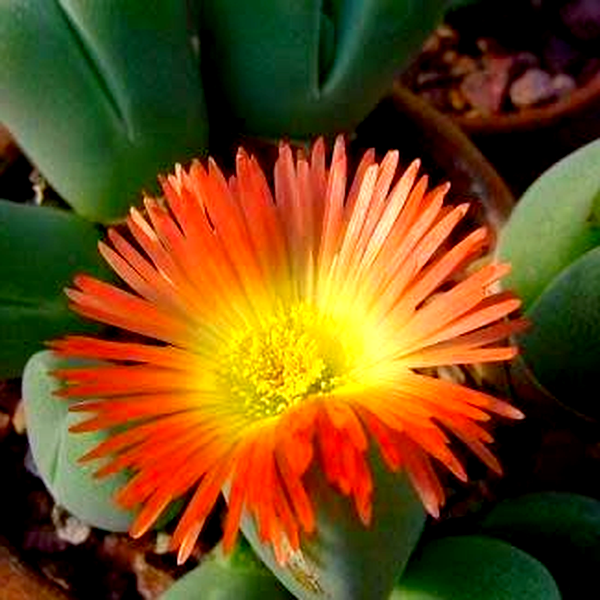 Cheiridopsis pillansii